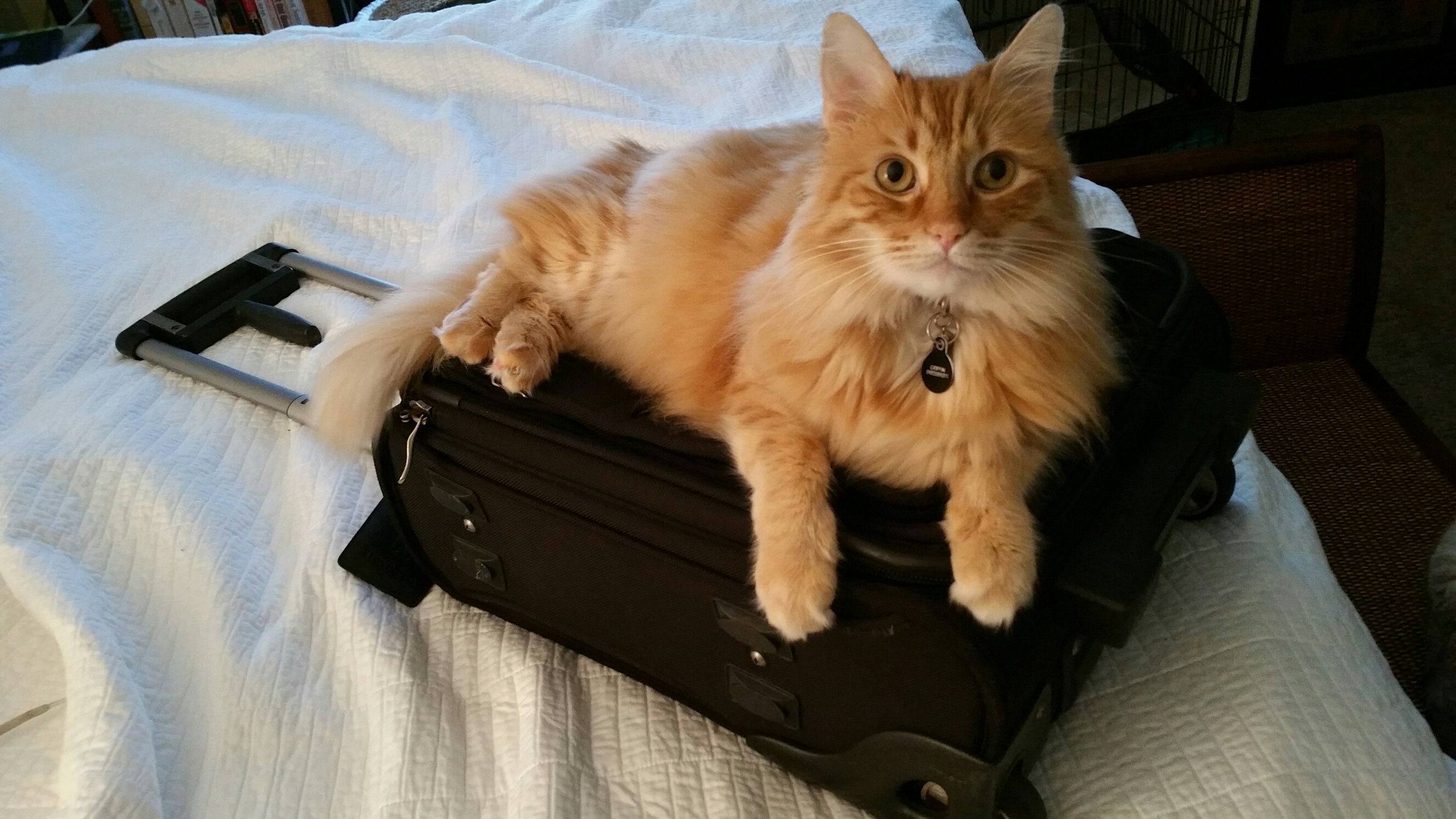travel cat.jpg