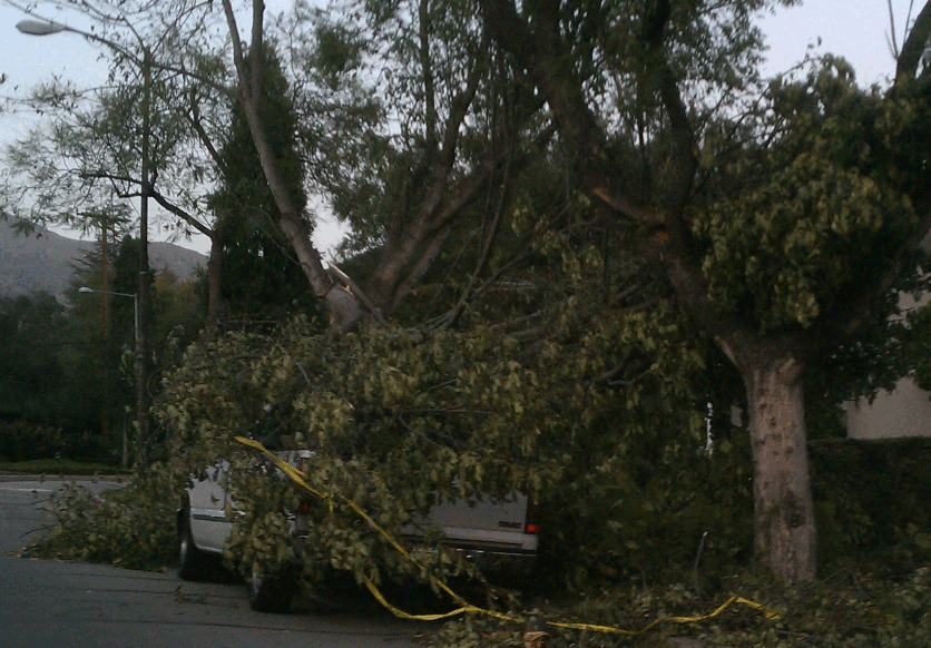 tree1.gif