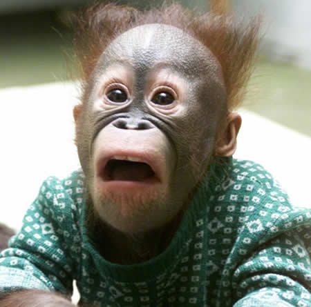 orangutan.jpg