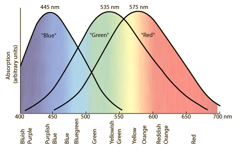 cone absorbtion.gif