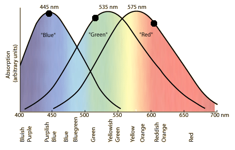 RGB absorbtion.gif