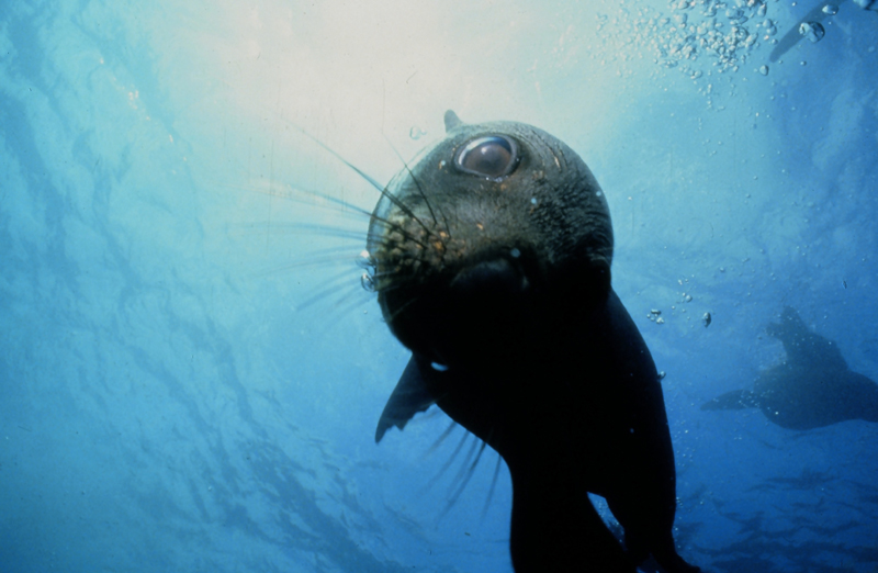 Fur Seal (Sea Lion).JPG