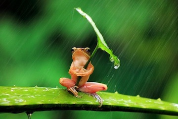 StayDry.jpg