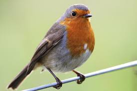 robin.jpeg