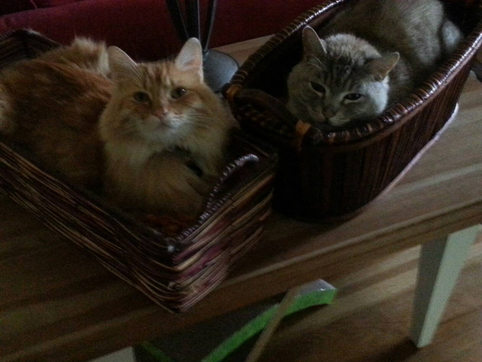 Cats in baskets 2.jpg.jpg