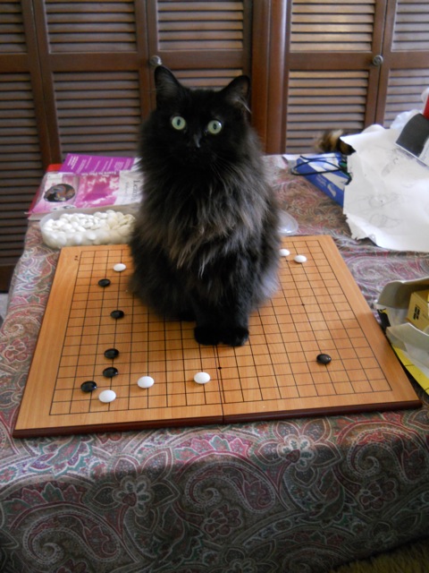 ripley_plays_go.jpg