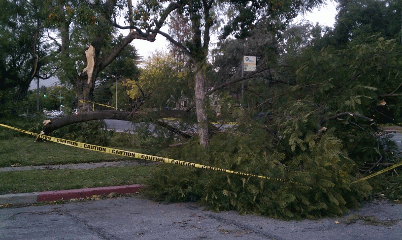 tree2.gif