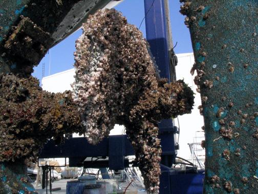 Prop-Barnacles.jpg