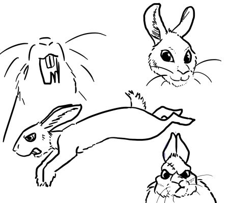 bunnydoodles.JPG